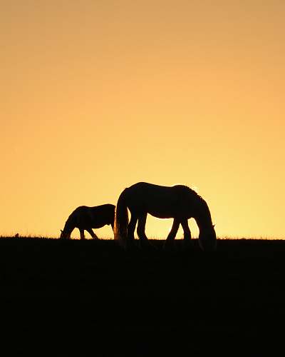 great houghton silhouette of two horses grazing on pasture united kingdom